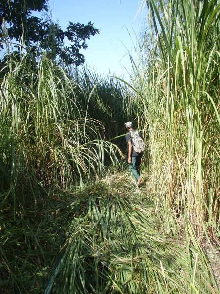 Tall reeds