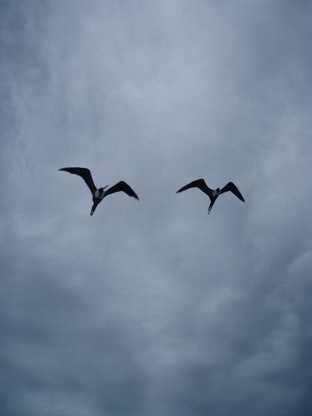 Bird formation