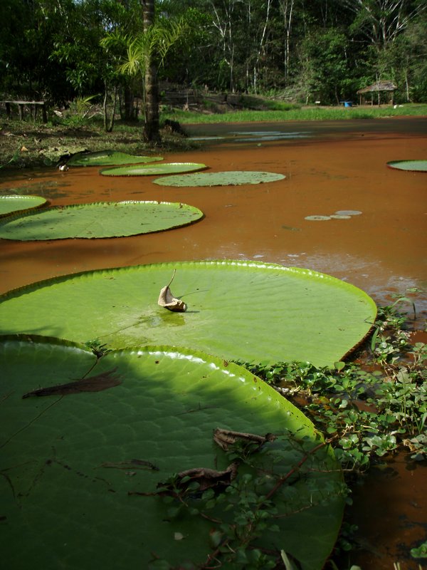 Victoria Amazonica Lily pads