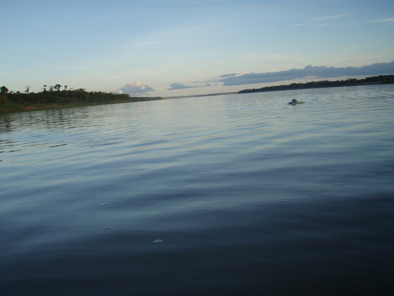 A glimpse of a pink river dolphin