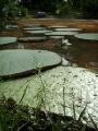 Victoria Amazonica Lily pads