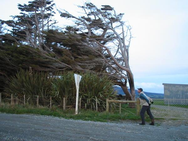 windswept trees