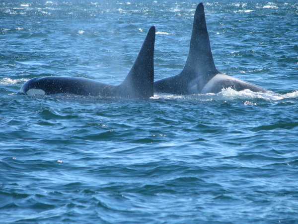 nog meer orca's