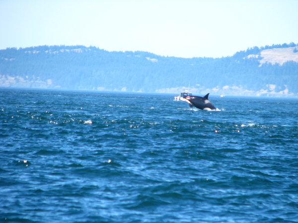 springende orca's