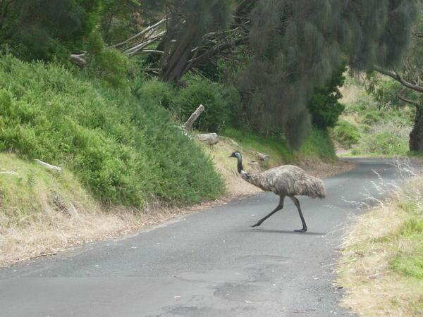 emu crossing
