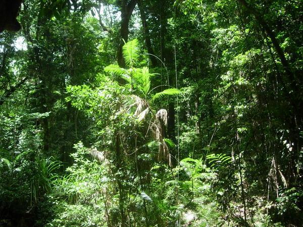Daintree National Rainforest 2