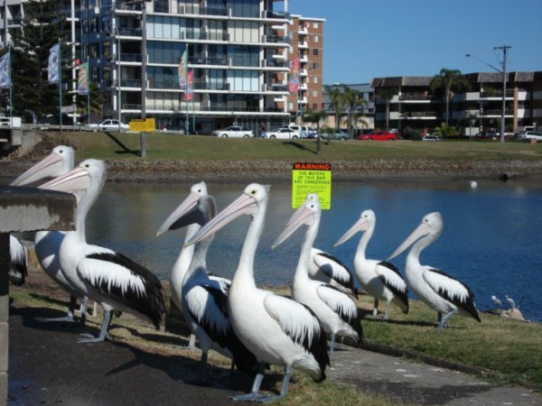 Hungry pelicans (Port Mac)