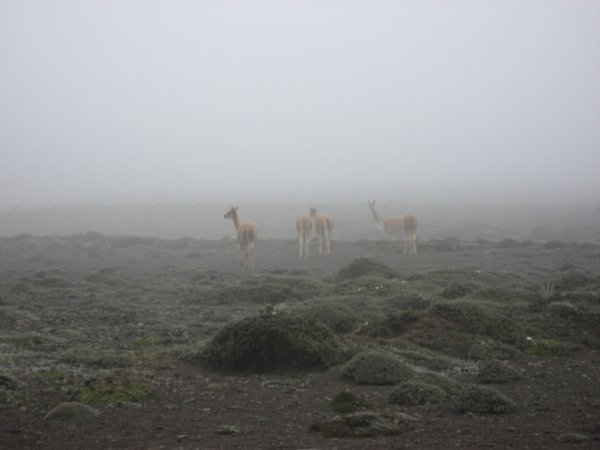 Foggy Lamas