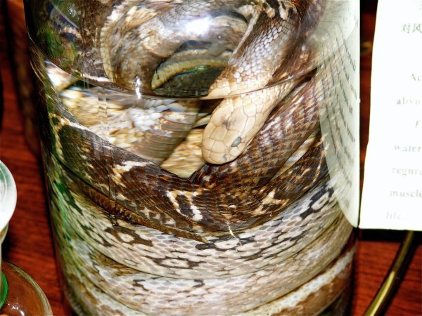 Snake in bottle 