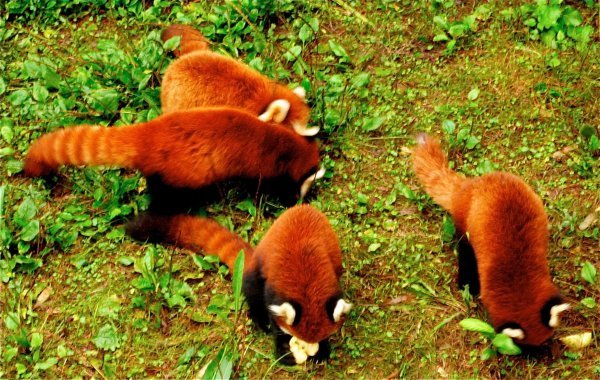 Lesser Pandas