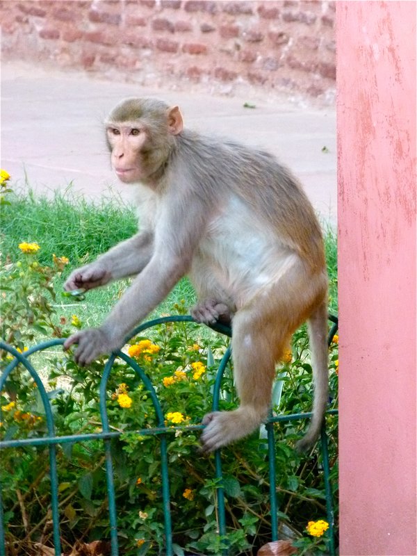 monkey at Baby Taj