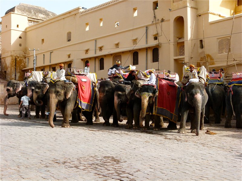 Elephants to ride