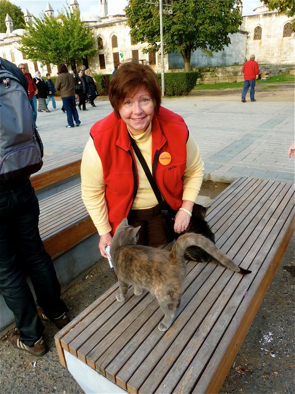 Cats at Hagia Sophia