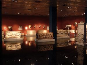 gallery of sarcophycus