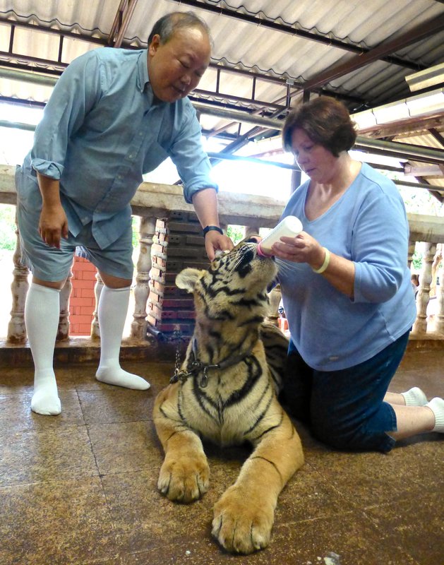 bottle feeding tiger