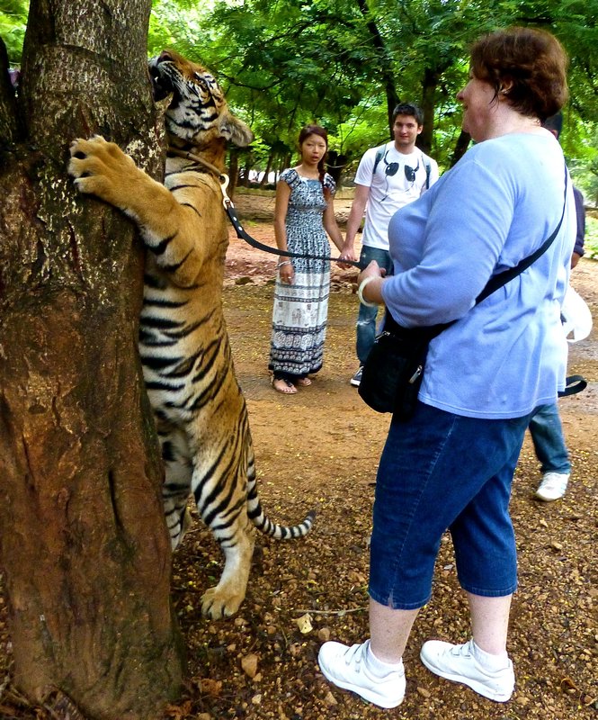 Whatever the tiger wants to do