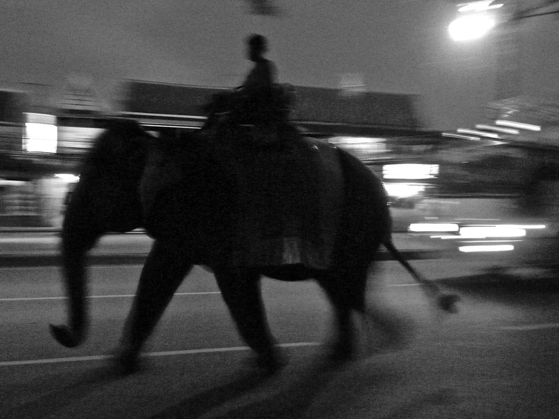 fast moving elephant in Ayutthaya