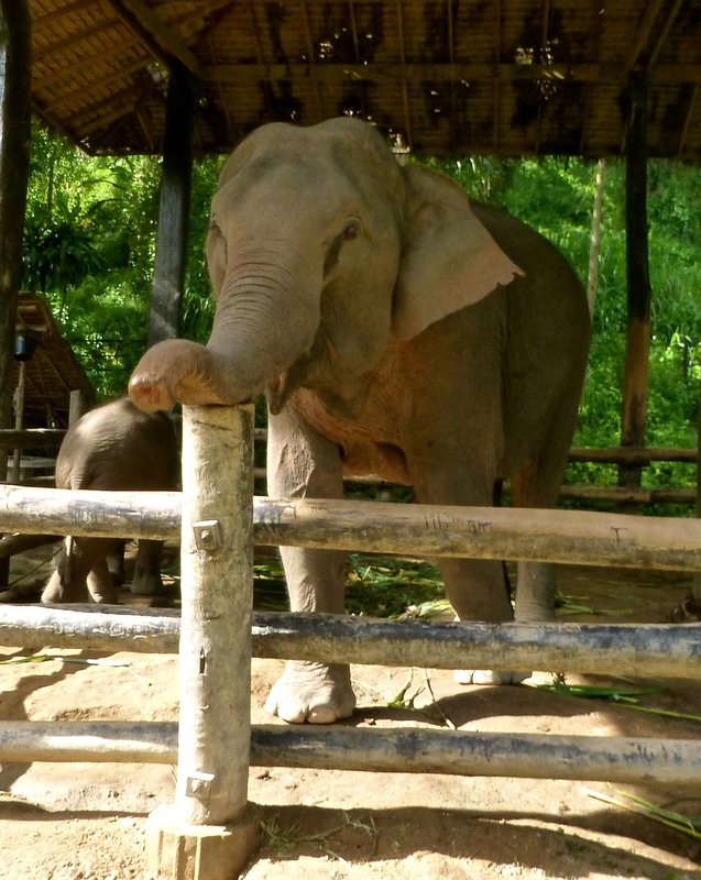 feeding elephants