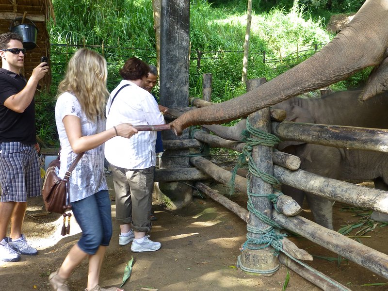 feeding elephants