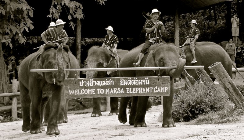 elephant show