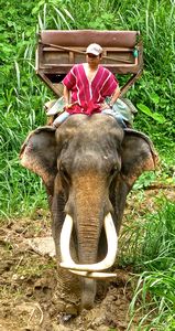 elephant rides