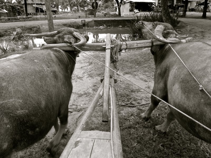 Water Buffalo carts