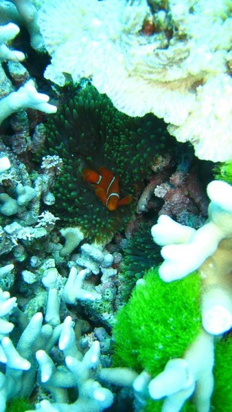 Finding Nemo...