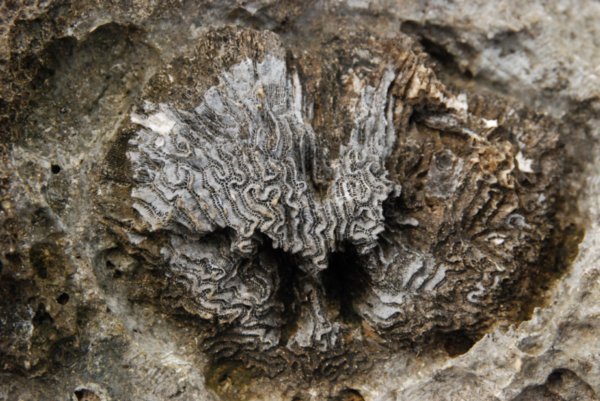 Fossil Brain Coral