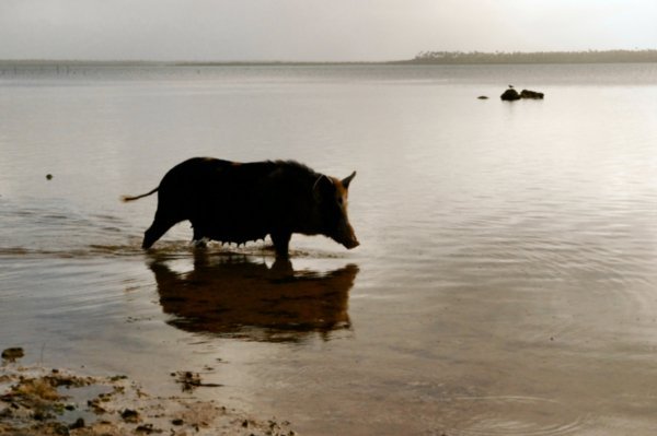 One of the famous Tongan fishing pigs