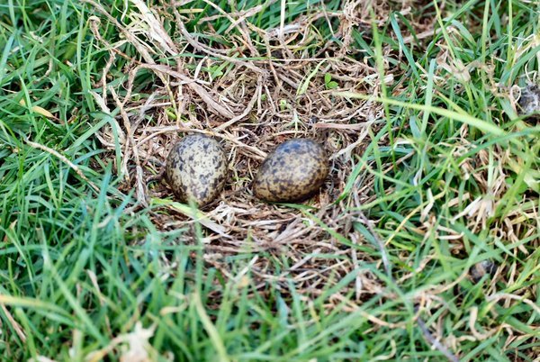 Spur-winged Plover nest