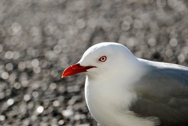 Russell Island Red Billed Gull