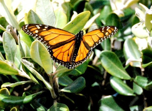 Owera The Monarch Butterfly