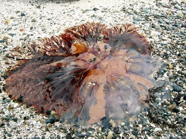 BIG Jellyfish