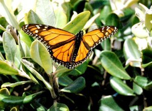 Owera The Monarch Butterfly