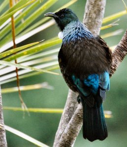 The magnificent Tui