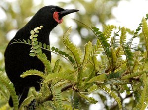 North Island Saddleback