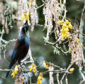 Tui feeding in the forest