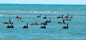 Black Swans at sea