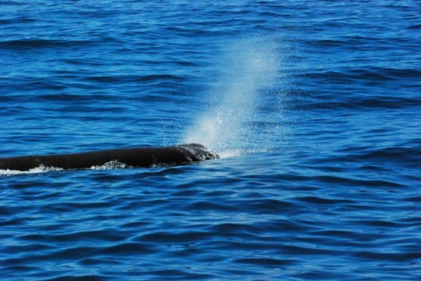 First sight of a Sperm Whale