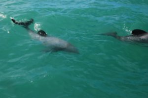 Very playful dolphins