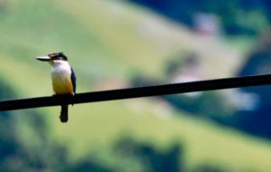 New Zealand Kingfisher on the return journey