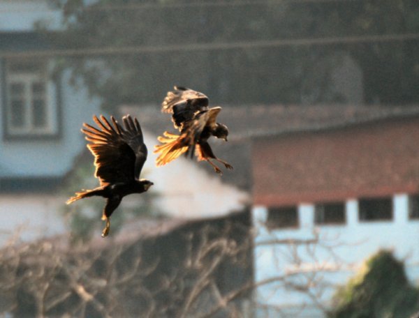 Two young Marsh Harriers playing above the marsh land