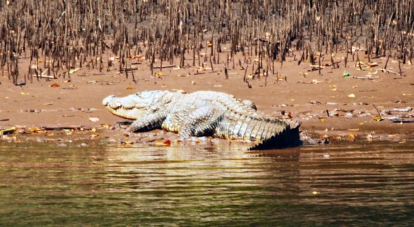 A very big crocodile