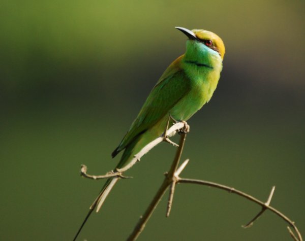 A beautiful Green Bee-eater