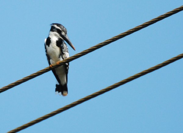 Lesser Pied Kingfisher