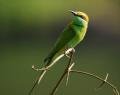 A beautiful Green Bee-eater