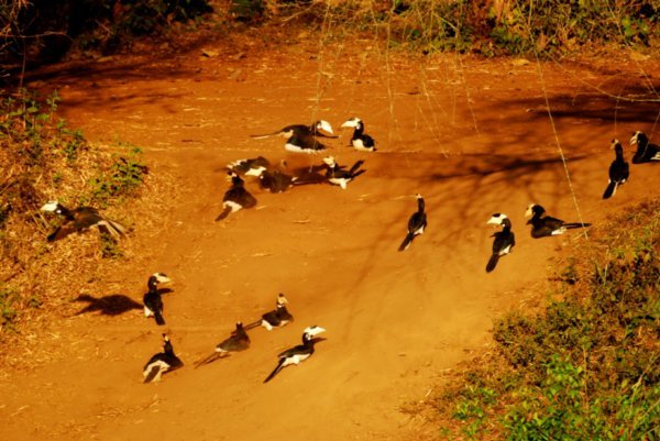The colony of Malabar Hornbills dust bathing before settling in to roost