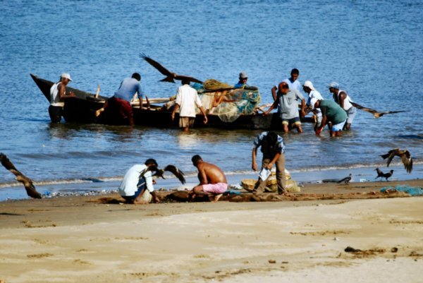 Karwar fisherman being mobbed by Kites