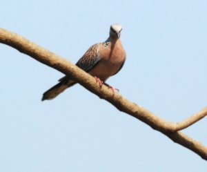 The common and beautiful Spotted Dove