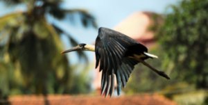 The Wholly Necked Stork